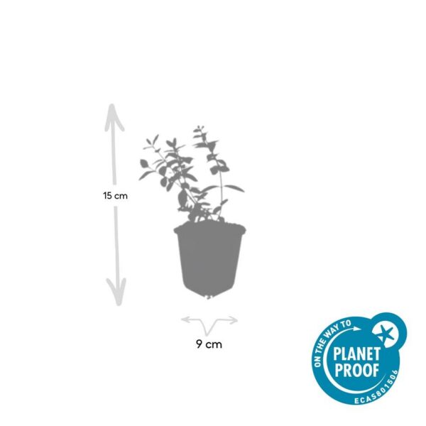 Hypericum dummeri 'Peter Dummer' | 60 Stücke