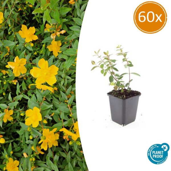 Hypericum dummeri 'Peter Dummer' | 60 Stücke