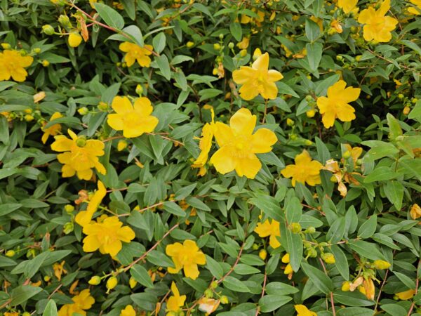 Hypericum dummeri 'Peter Dummer' | 60 Stücke