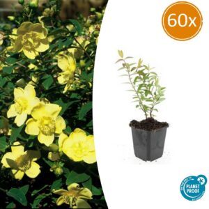 24de8f46bee04068a0a85d3f6c94e60814194f50e5eb43a0bd7d08024ff141a4.jpg Hypericum 'Hidcote' | 60 Stücke