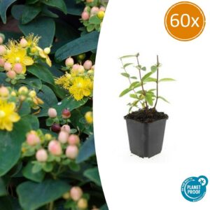 6aca92a470eb4ab4817b9ecbdbfe8812e74a69c6e3044401b168438ec68515af.jpg Hypericum inodorum 'Annebel' | 60 Stücke