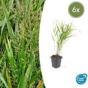 8d44c378cdf940b0b0f6aefa406f05addef7063555554018a20f10098d68c7f7.jpg Hakonechloa macra | 6 Stücke