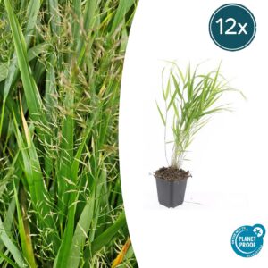 137151c07e0640d2a45d0f439601cfb9154071bbe0214a2ca8880a7327800db8.jpg Hakonechloa macra | 12 Stücke