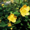 Hypericum dummeri 'Peter Dummer' | 6 Stücke