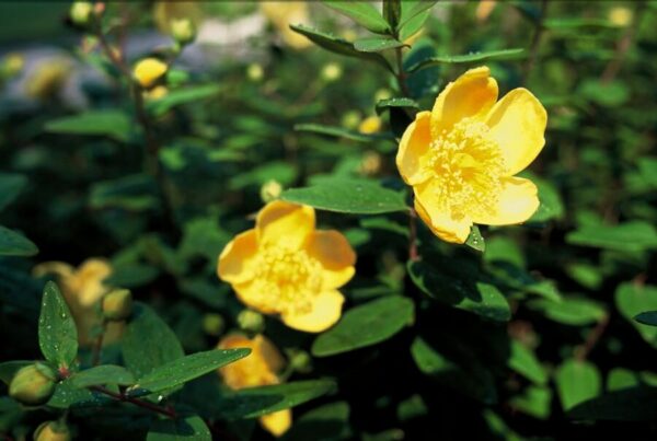 Hypericum dummeri 'Peter Dummer' | 6 Stücke