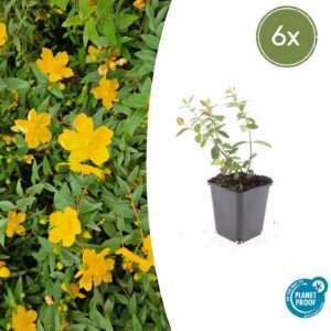 956171a874aa41ebad696b7874b9880d5e61ea583e0344dda5e8895966f2d2e1.jpg Hypericum dummeri 'Peter Dummer' | 6 Stücke