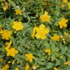 Hypericum dummeri 'Peter Dummer' | 6 Stücke