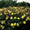 Hypericum dummeri 'Peter Dummer' | 12 Stücke