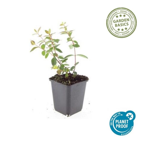 Hypericum dummeri 'Peter Dummer' | 12 Stücke