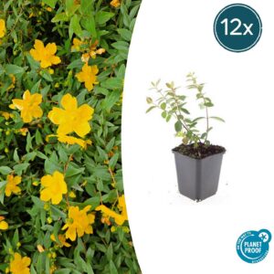 badbd24d903b45c8b3e299856edcafda435e0fb823a840b18dadc91f802f9567.jpg Hypericum dummeri 'Peter Dummer' | 12 Stücke