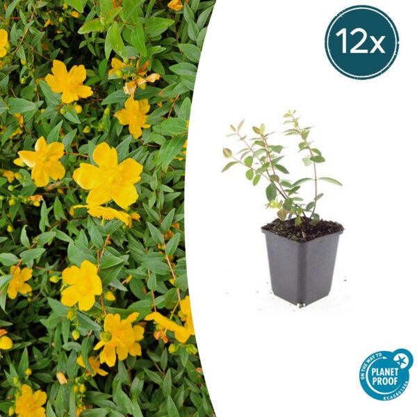 Hypericum dummeri 'Peter Dummer' | 12 Stücke