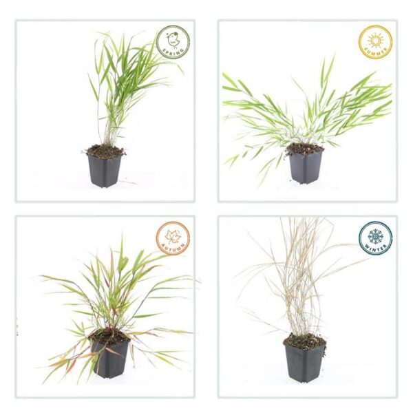 Hakonechloa macra | 60 Stücke