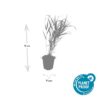 Hakonechloa macra | 60 Stücke