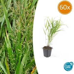 d0c90bbf1c164fd9b65c3e9e90d6799f25ed14d38a744897bc77760acc6bdbef.jpg Hakonechloa macra | 60 Stücke