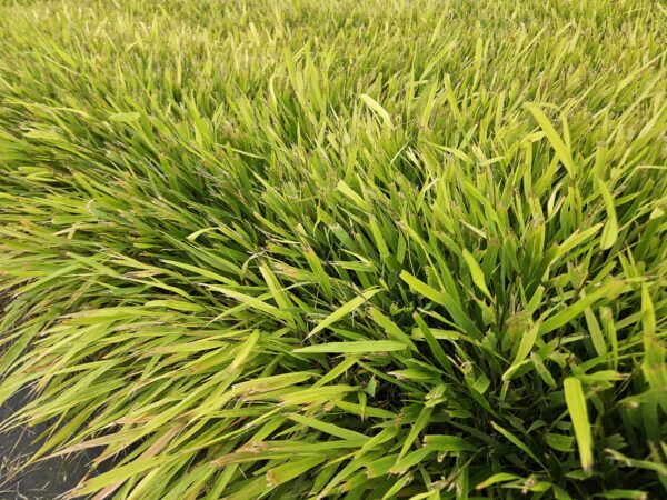 Hakonechloa macra | 60 Stücke