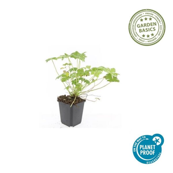 Geranium 'Tiny Monster' | 6 Stücke