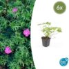 Geranium 'Tiny Monster' | 6 Stücke
