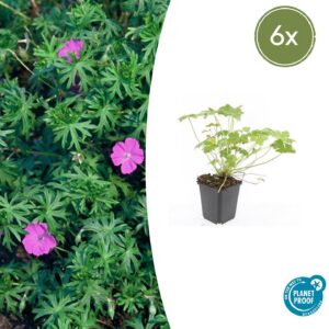 73f6ac4b918b4e7eb04ac3f87f8d13cd1a8b5d2638494c6bbe81bf4a624adbd1.jpg Geranium 'Tiny Monster' | 6 Stücke