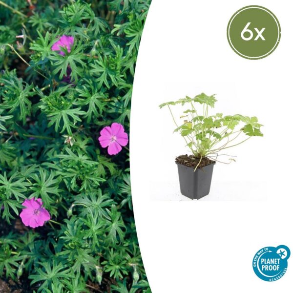 Geranium 'Tiny Monster' | 6 Stücke