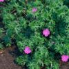Geranium 'Tiny Monster' | 6 Stücke