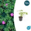 Geranium 'Tiny Monster' | 12 Stücke