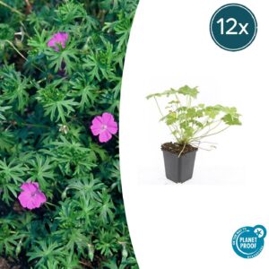 1bcc6b60481341148060339300edefb65445534e0a9f491f8a9f2cecc0f2f5ba.jpg Geranium 'Tiny Monster' | 12 Stücke