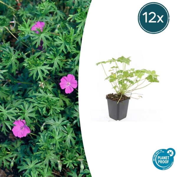 Geranium 'Tiny Monster' | 12 Stücke