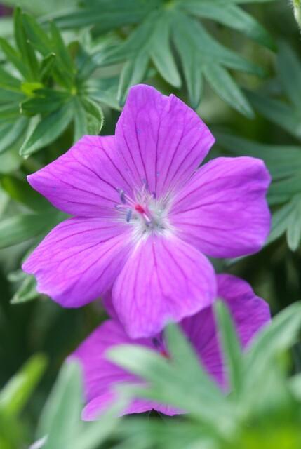 Geranium 'Tiny Monster' | 12 Stücke