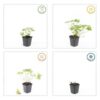 Geranium 'Tiny Monster' | 12 Stücke