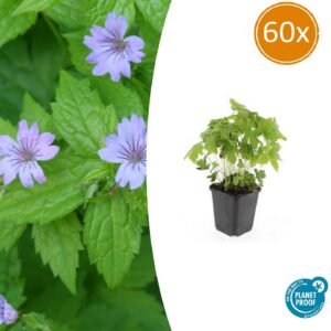 363cf7c491e5468693ecc6863b724c6ebbd1086fe5cc40bd904e26dc8ba79013.jpg Geranium nodosum | 60 Stücke
