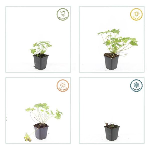 Geranium 'Tiny Monster' | 60 Stücke