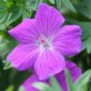 Geranium 'Tiny Monster' | 60 Stücke