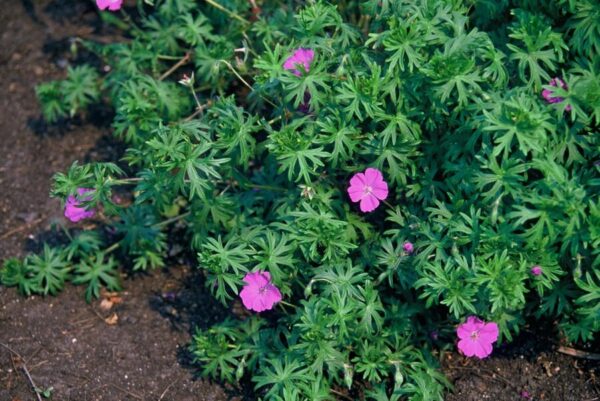Geranium 'Tiny Monster' | 60 Stücke