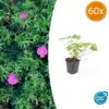 Geranium 'Tiny Monster' | 60 Stücke