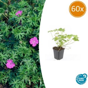 f4d88abebcfc4d209a0b36c48341b505b3b6d655abf64b58b2f59c79caba2fe8.jpg Geranium 'Tiny Monster' | 60 Stücke