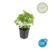 Geranium nodosum | 6 Stücke