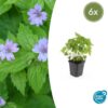 Geranium nodosum | 6 Stücke