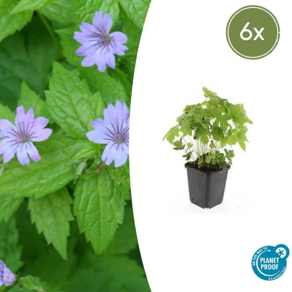 Geranium nodosum | 6 Stücke