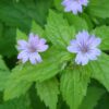 Geranium nodosum | 6 Stücke