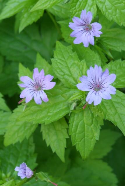 Geranium nodosum | 6 Stücke