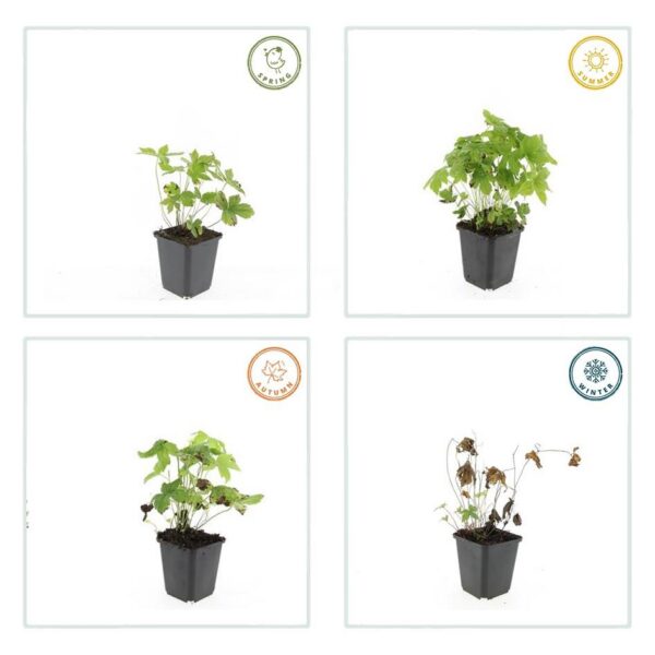 Geranium nodosum | 6 Stücke