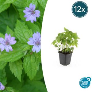 cc04c9d9ad234a2e8eb708d2b44faec738e392df2d704254843687801486b1b9.jpg Geranium nodosum | 12 Stücke
