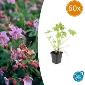 095000f1cb3242f0b31d076c2c122ca7231121742f6f4cc9a56f5e4374be794e.jpg Geranium macrorrhizum | 60 Stücke