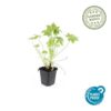 Geranium macrorrhizum | 60 Stücke