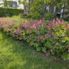 Geranium macrorrhizum | 60 Stücke