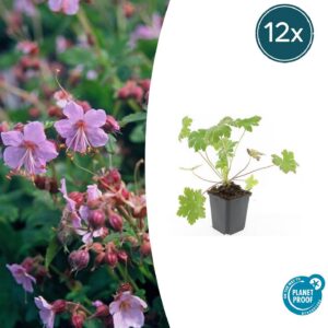 dd884ed761aa4e2b963e1288bcddc6d1bd8be3b1100c4b3285cbc1c9db3af7e5.jpg Geranium macrorrhizum 'Ingwersen's Var.' | 12 Stücke