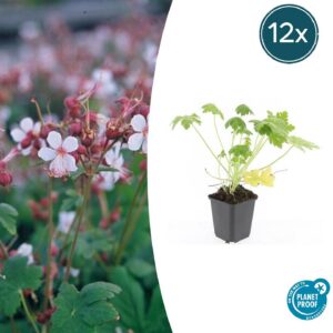 b468e0f8a34d48f89adf1a5017a0ed83c9fb64c0fea54c388904f72baac1c12a.jpg Geranium macrorrhizum 'Spessart' | 12 Stücke