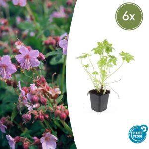 ab69251fdf4549138efac9ec23c7ee328a56436d683448349f2c04af654bf5a9.jpg Geranium macrorrhizum | 6 Stücke
