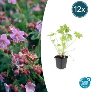 b278dbcc0bc84f089dfcabd8a67857e3306ad1ad330e40f28e116b7709f1a52b.jpg Geranium macrorrhizum | 12 Stücke