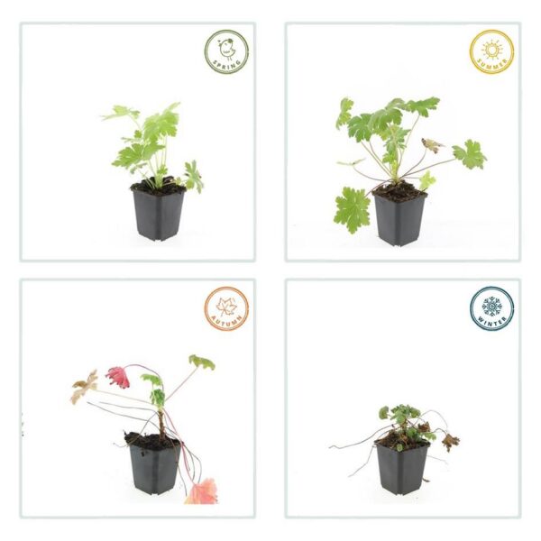 9cdac910e8ab47538d49eb3f9d5b729db575db8a0eb6417689b17123608a2249.jpg Geranium macrorrhizum 'Ingwersen's Var.' | 60 Stücke